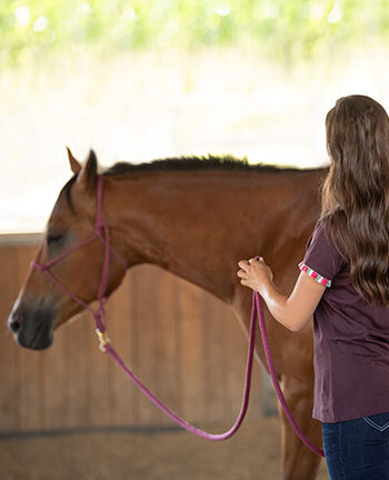 Horsemanship & Bodenarbeit