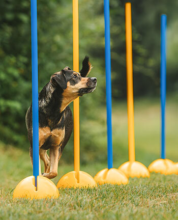 Agility