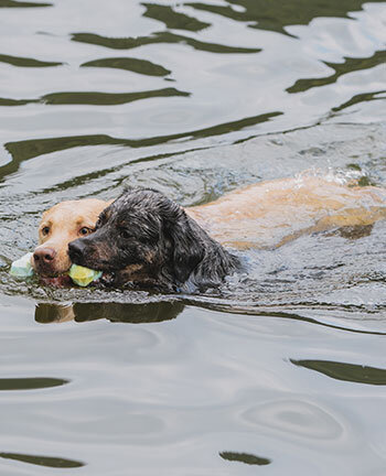 Hundespielzeug
