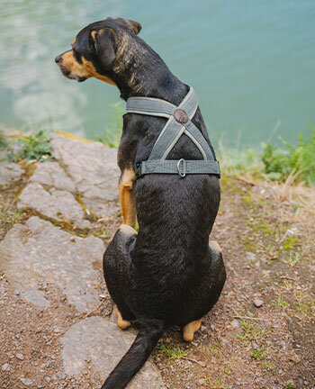 Hundehalsbnder & -geschirre
