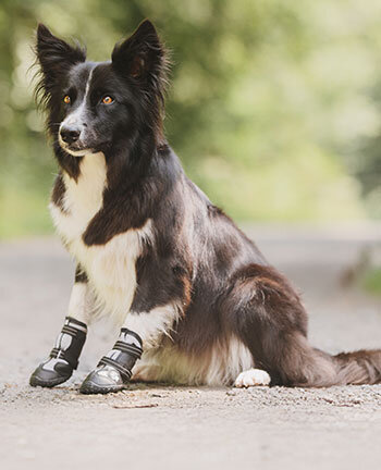 Pflegemittel fr Hunde