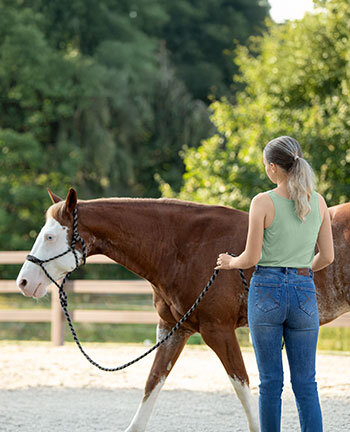 Horsemanship & Bodenarbeit