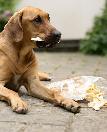 Kauartikel & Leckerli