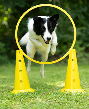 Agility