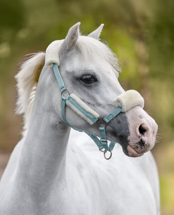 Pony- & Fohlenhalfter