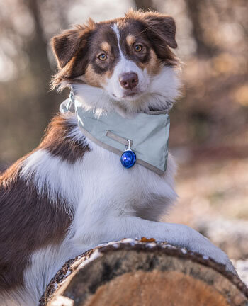 Hund
