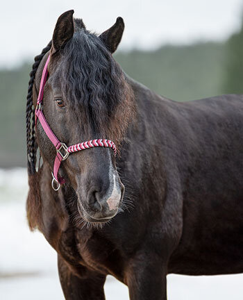 Westernhalfter & Stricke
