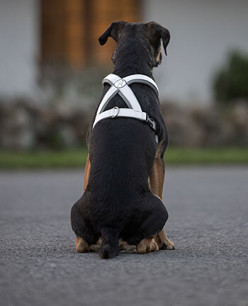 Reflexartikel für Hunde