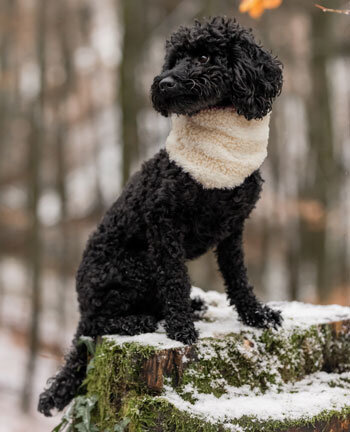 Accessoires fr Hunde