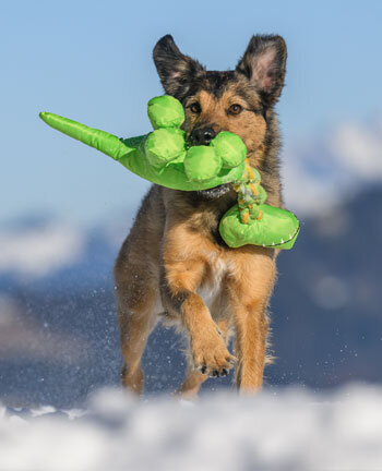 Hundebeschftigung