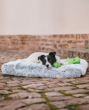Hundebetten & -kissen
