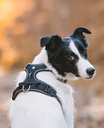 Hundehalsbnder & -leinen