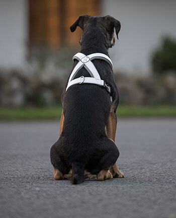 Reflexartikel fr Hunde
