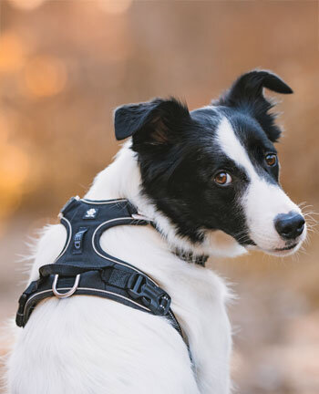 Hundezubehör