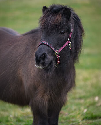 Pony & Fohlen