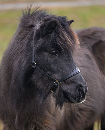 Pony- & Fohlenhalfter