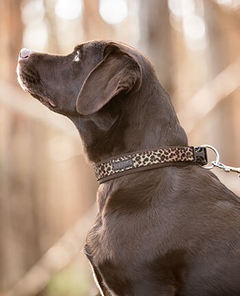 Hundehalsb�nder & -leinen