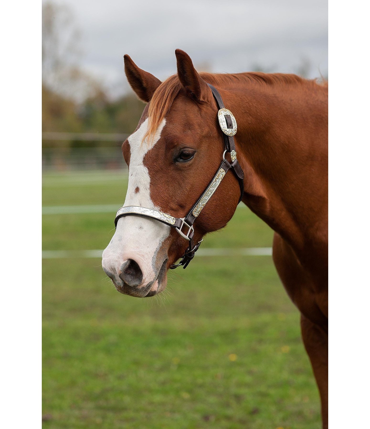 Showmanship Halfter - Westernhalfter - Krämer Pferdesport