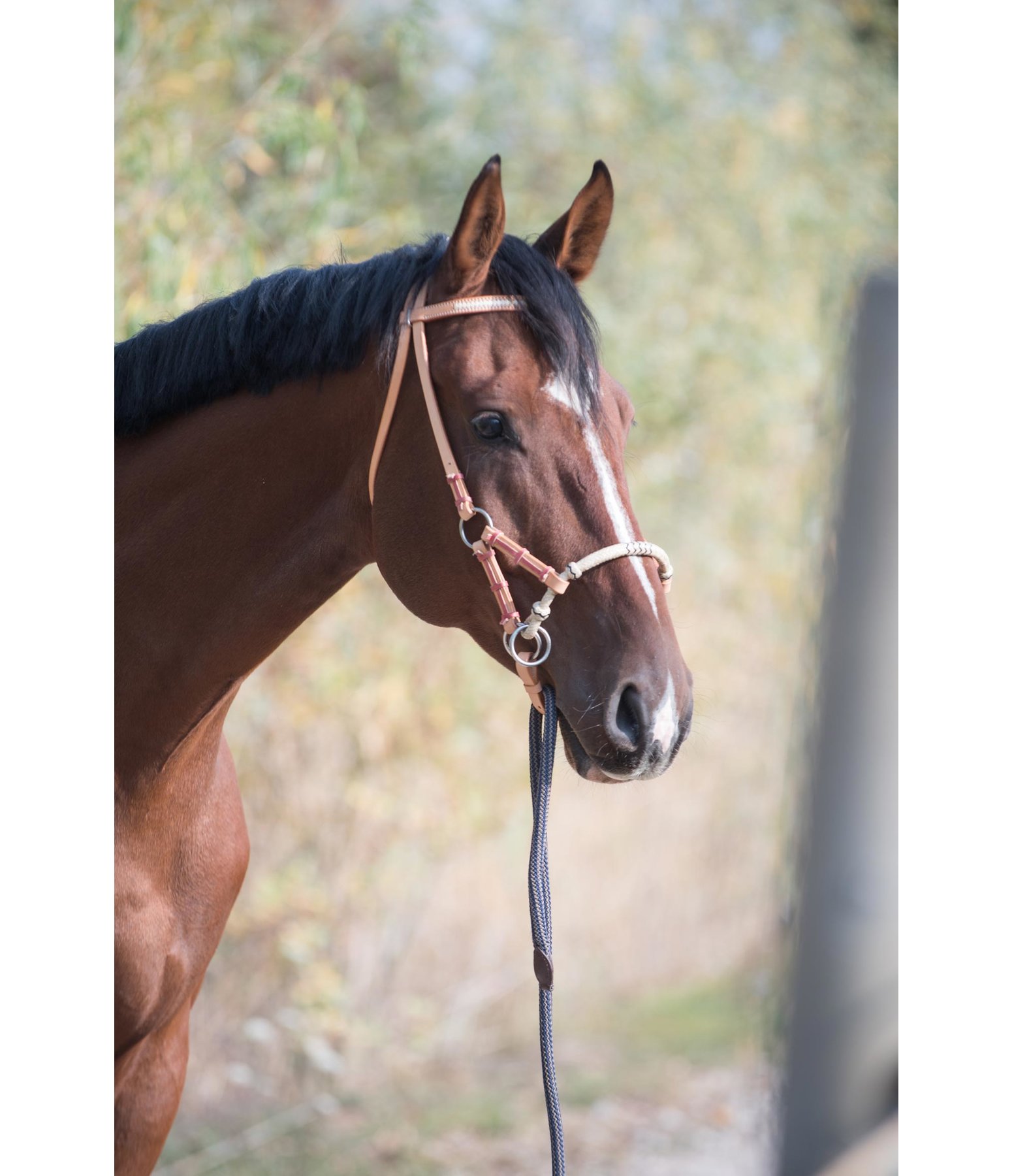 Breaking Hackamore Turquoise Reins Cowboy Braided Bosal