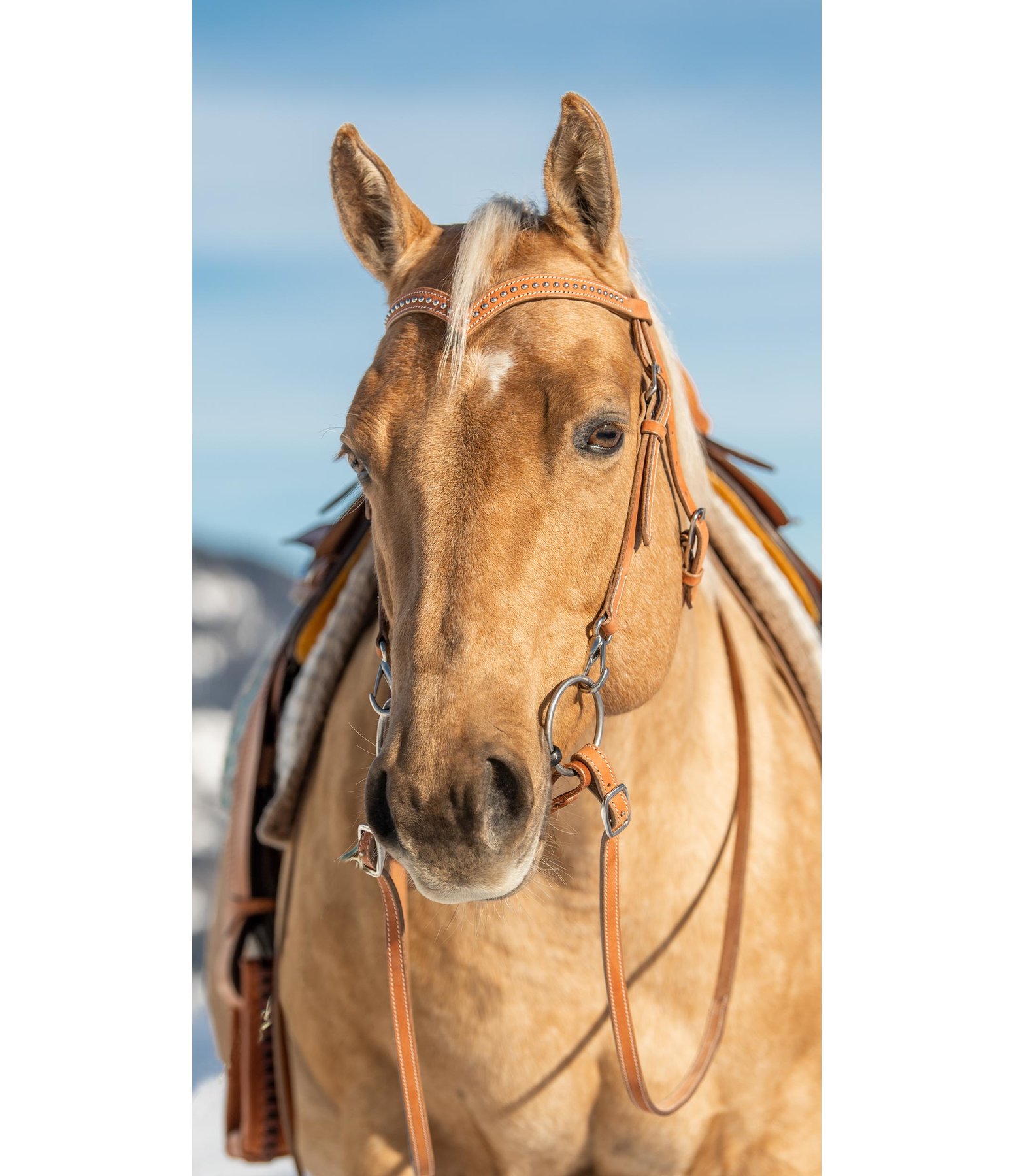 Mix & Match V-shaped Browband Dots