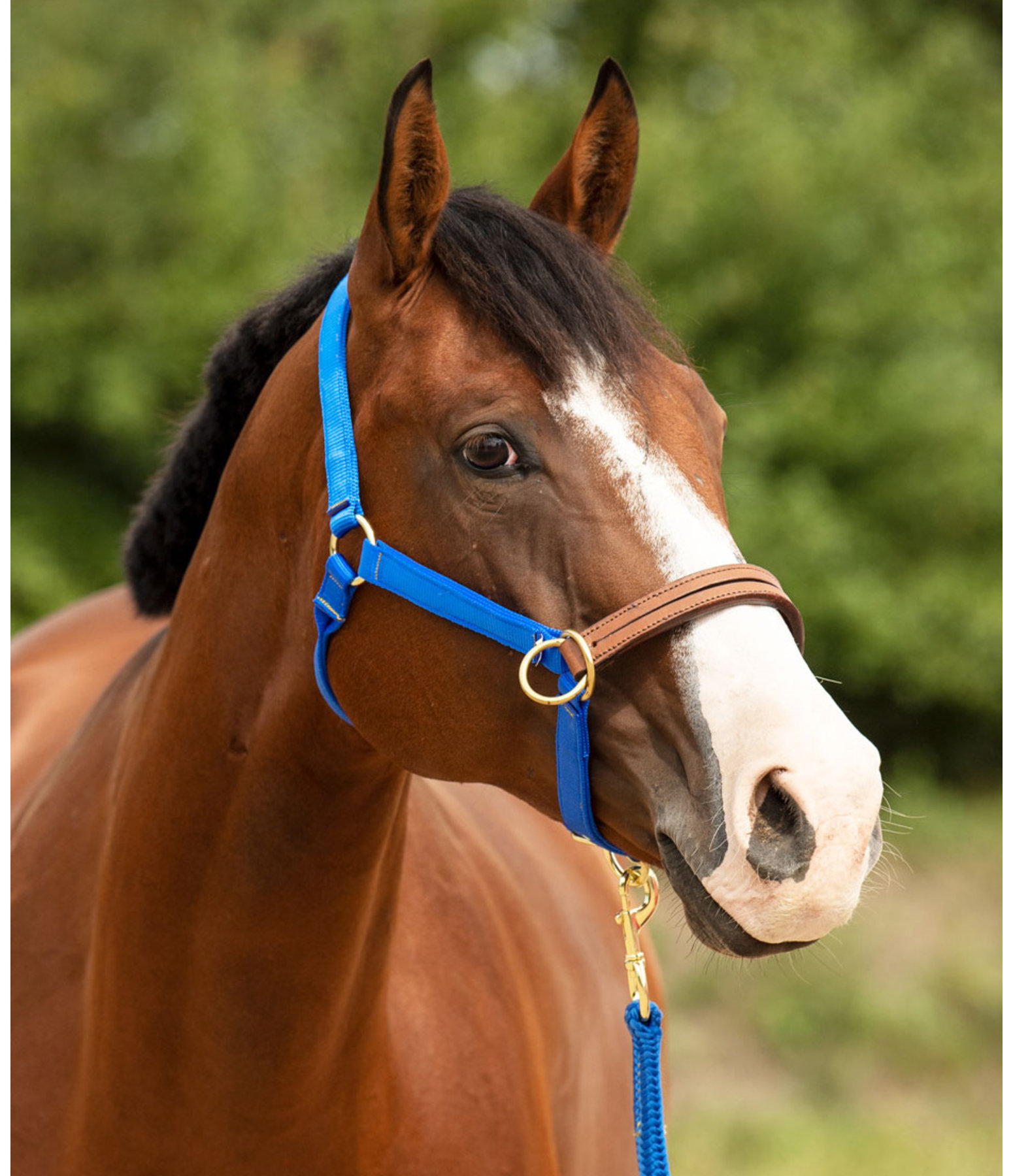 Trainingshalfter
