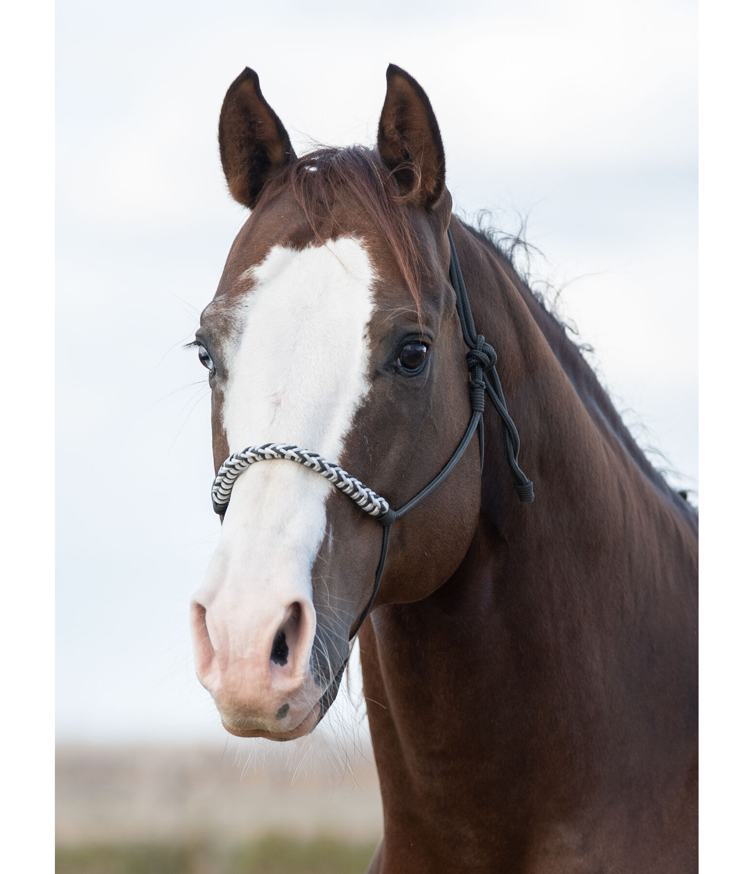Knotenloses Halfter Bonny