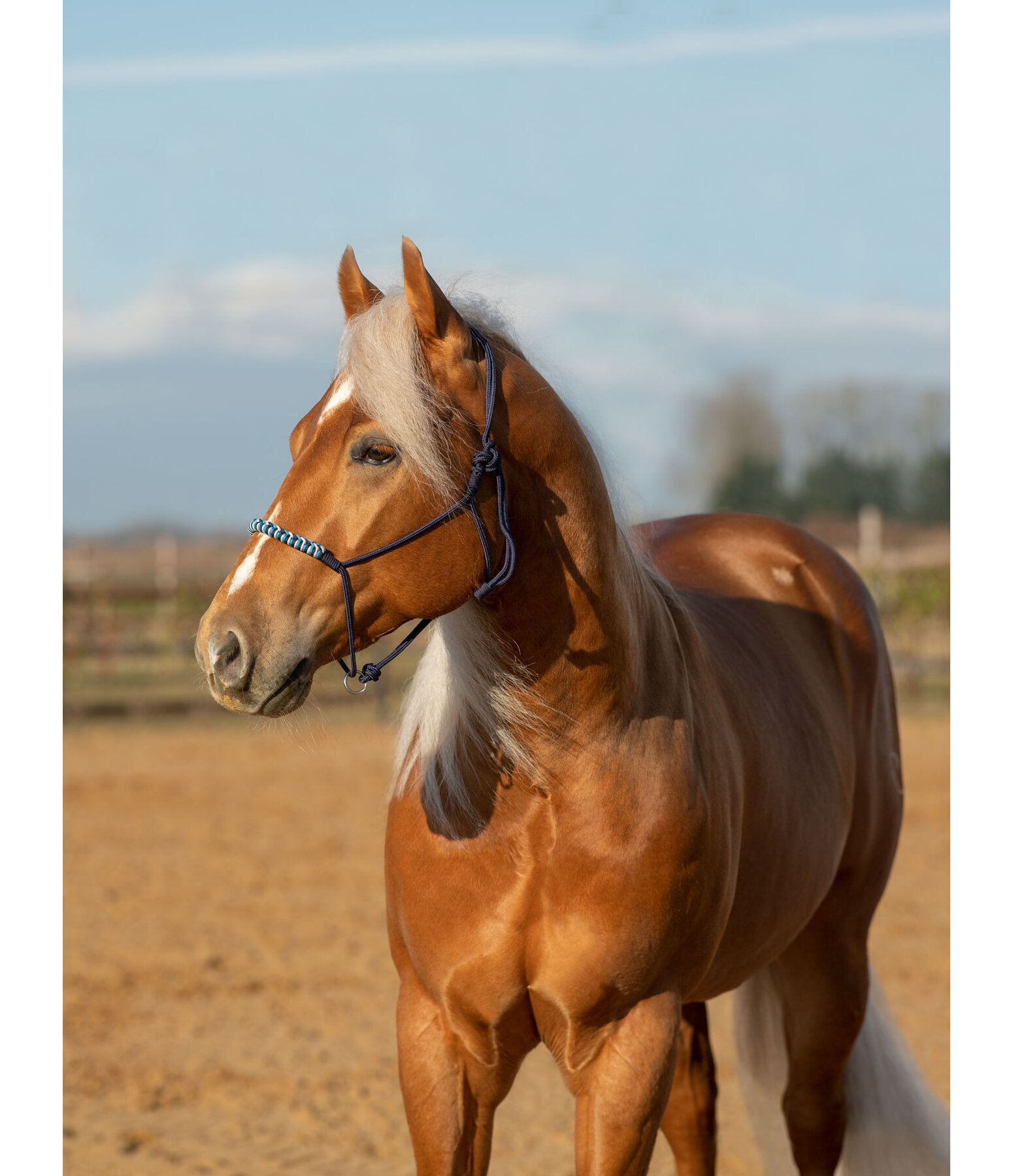 Knotenloses Halfter Bonny