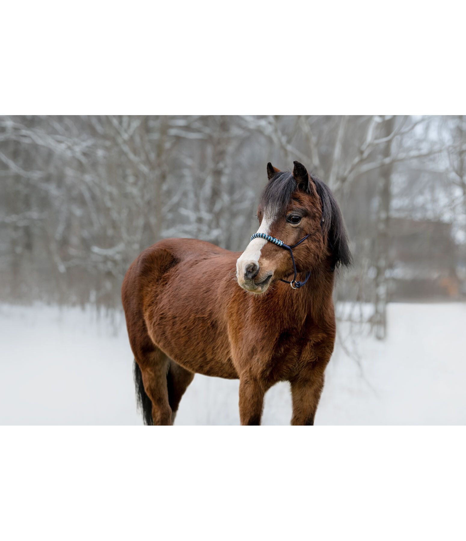 Knotenloses Halfter Bonny