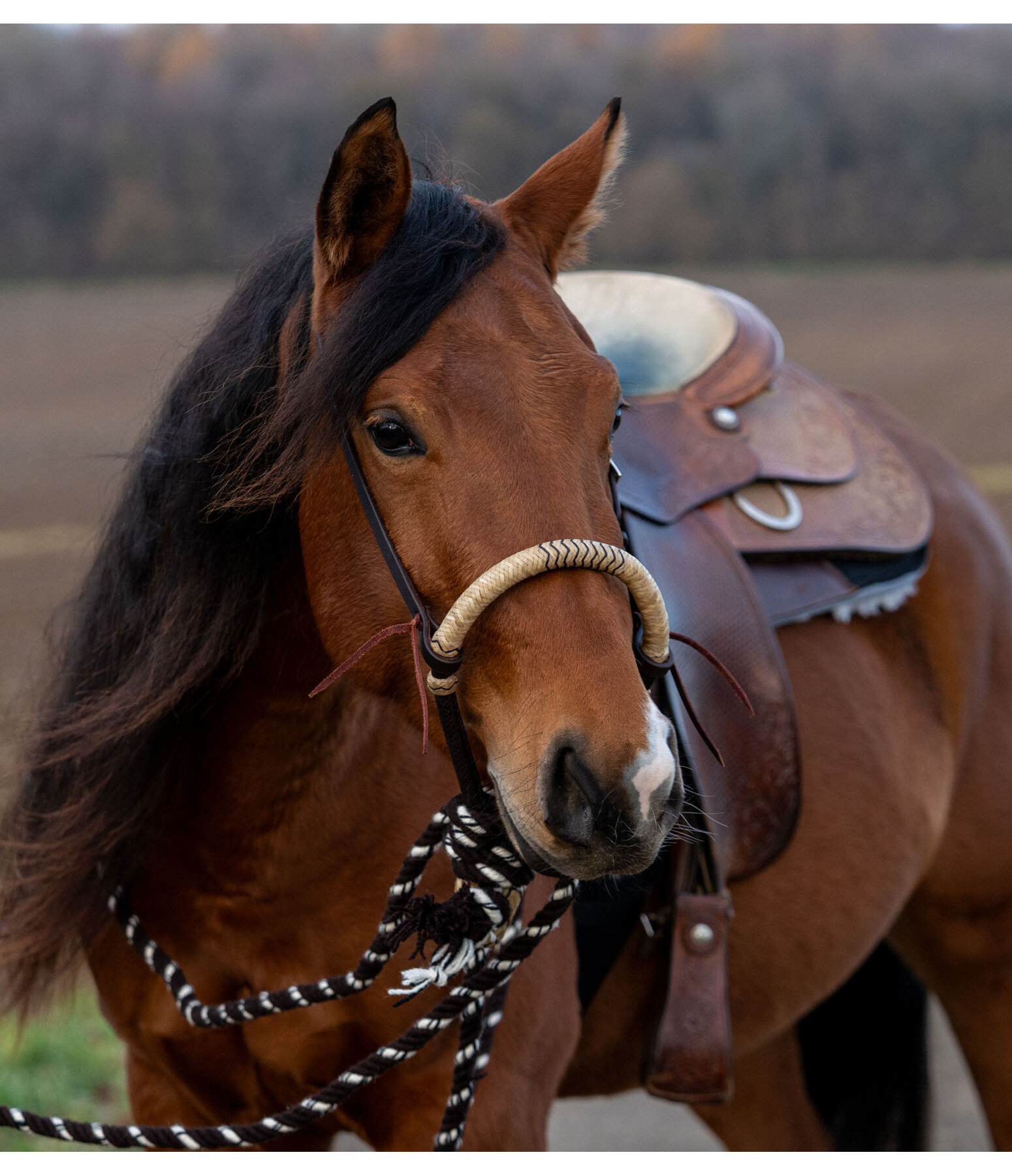 Bosal Remy