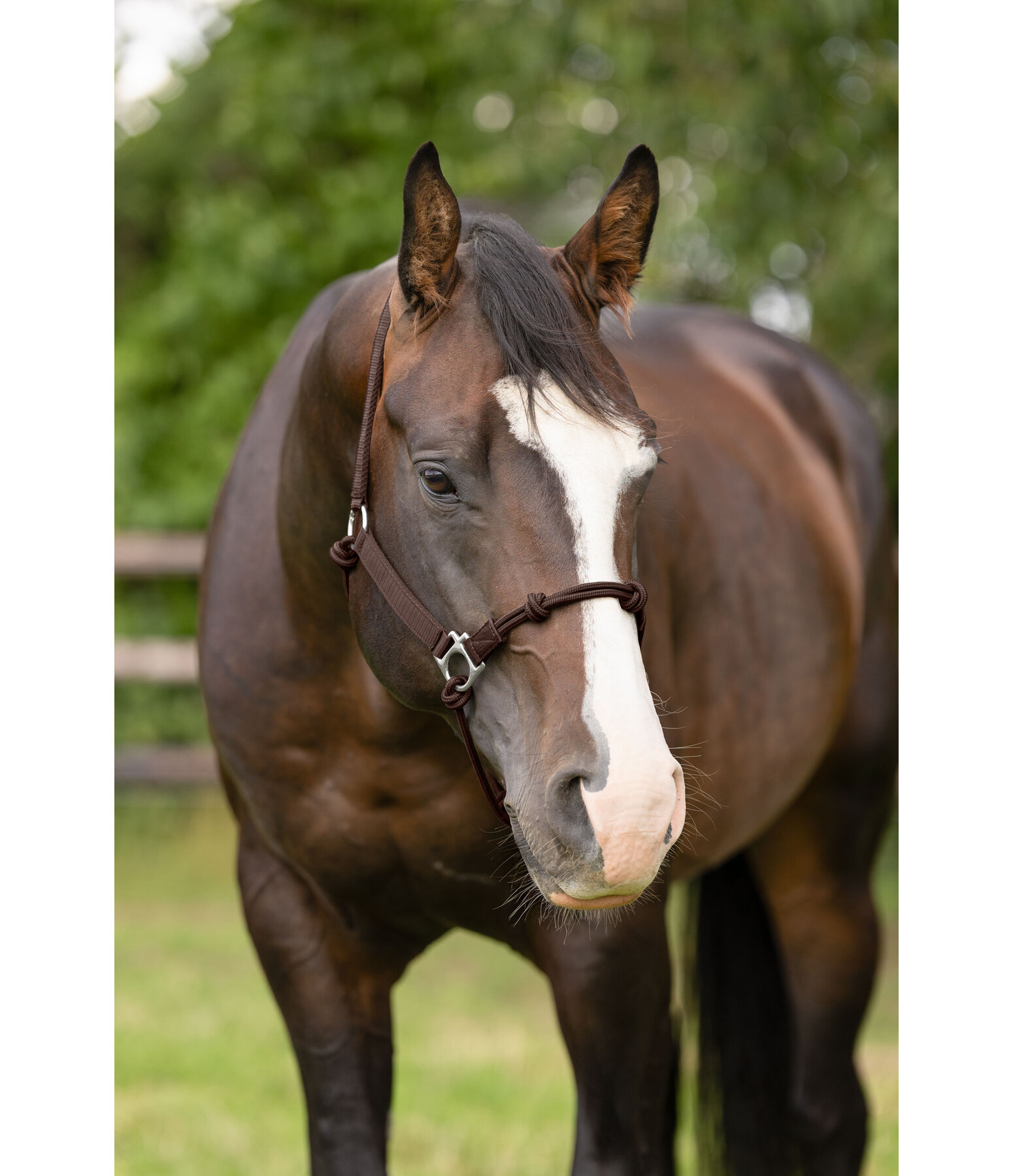 Hybrid Knotenhalfter