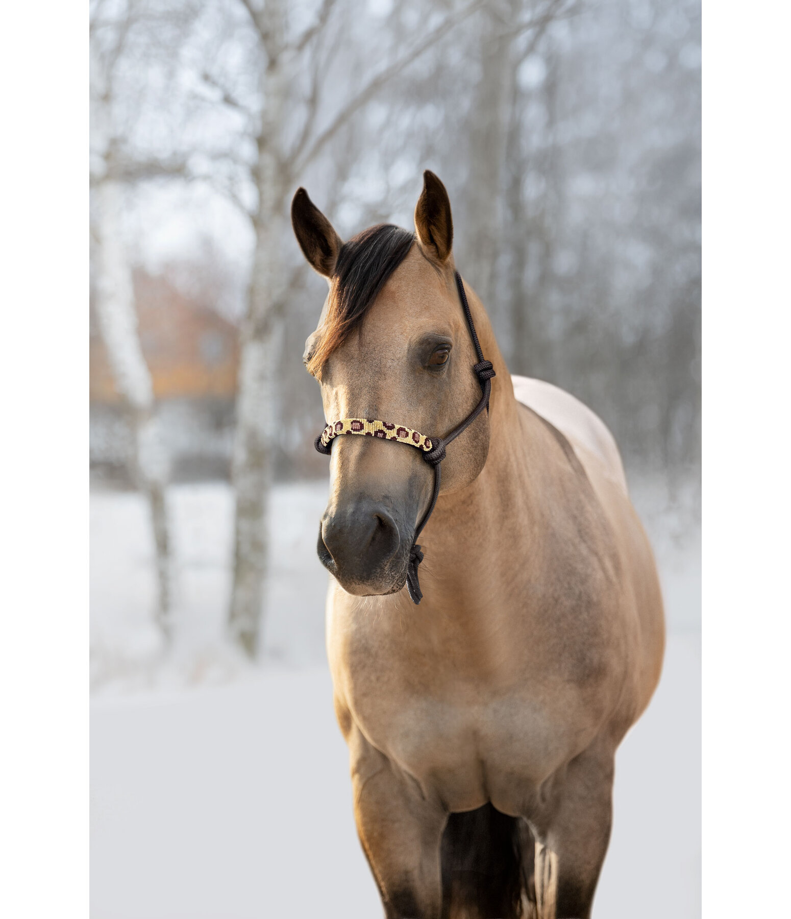 Knotenhalfter Leo