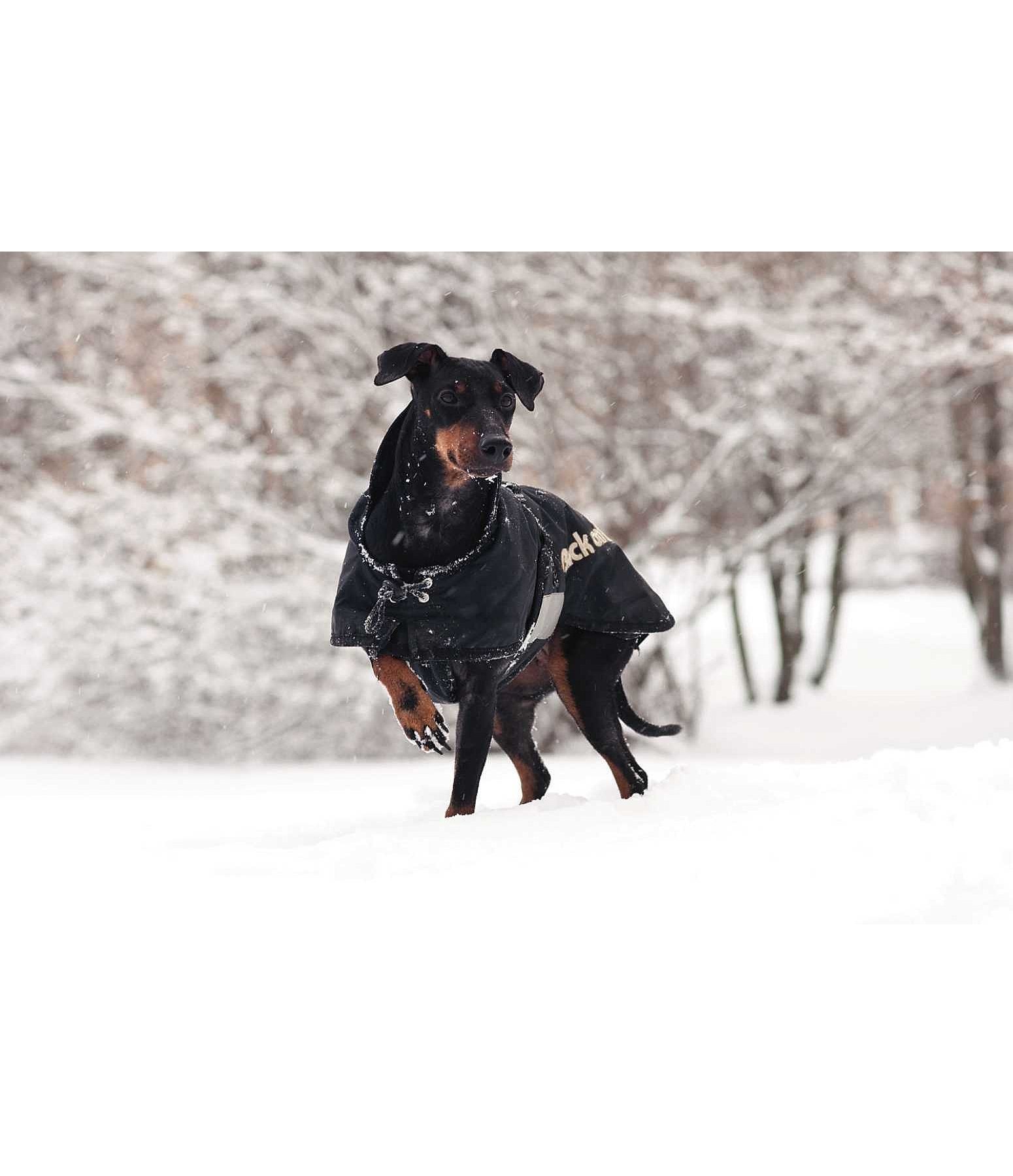 Hunde Standardmantel