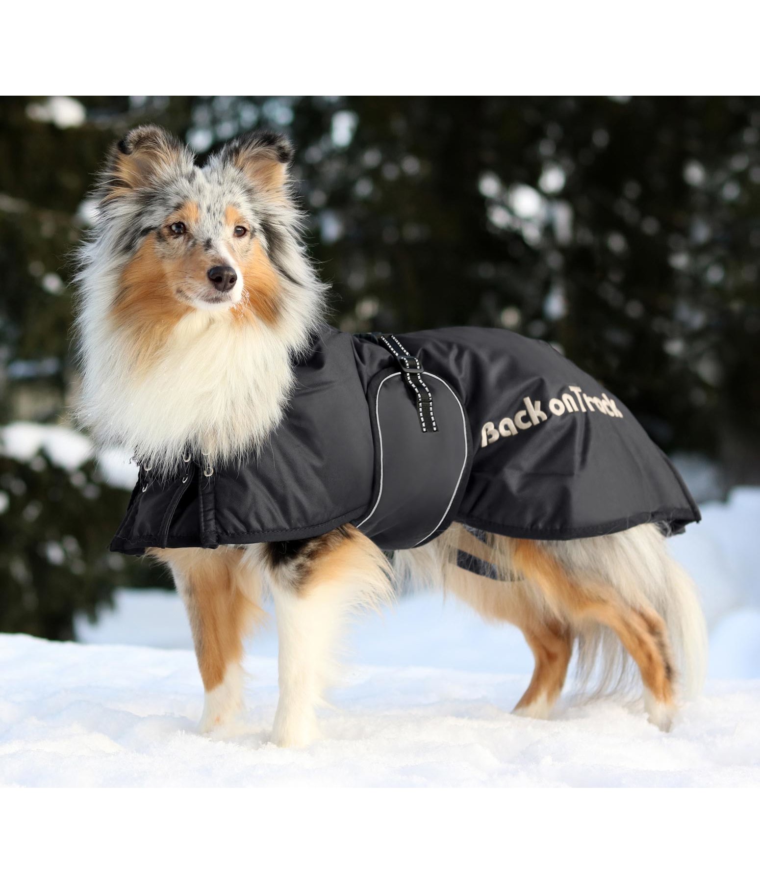 Hunde Standardmantel