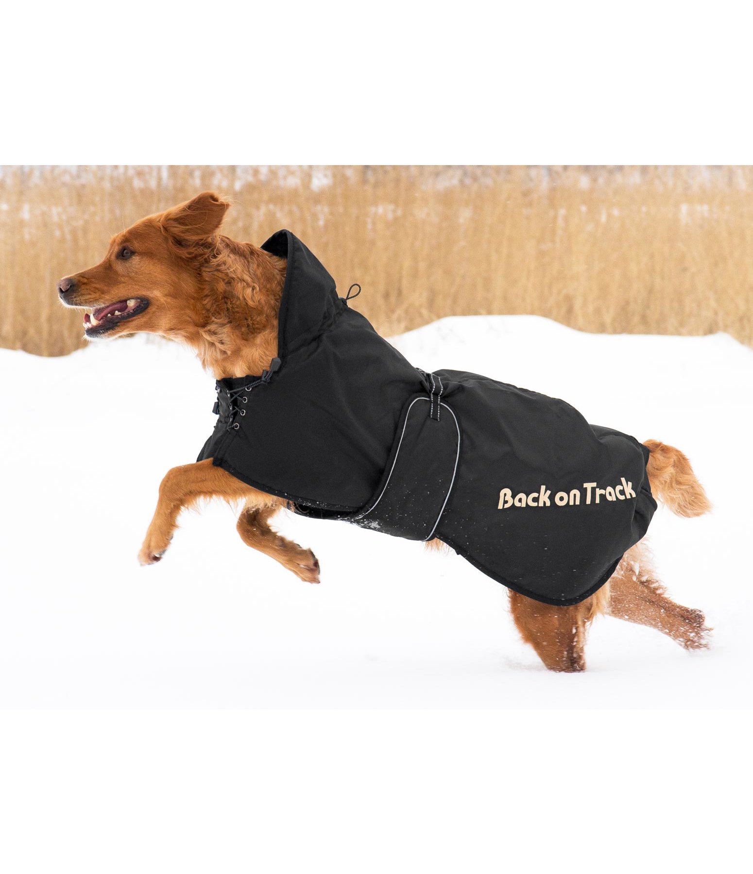 Hunde Standardmantel