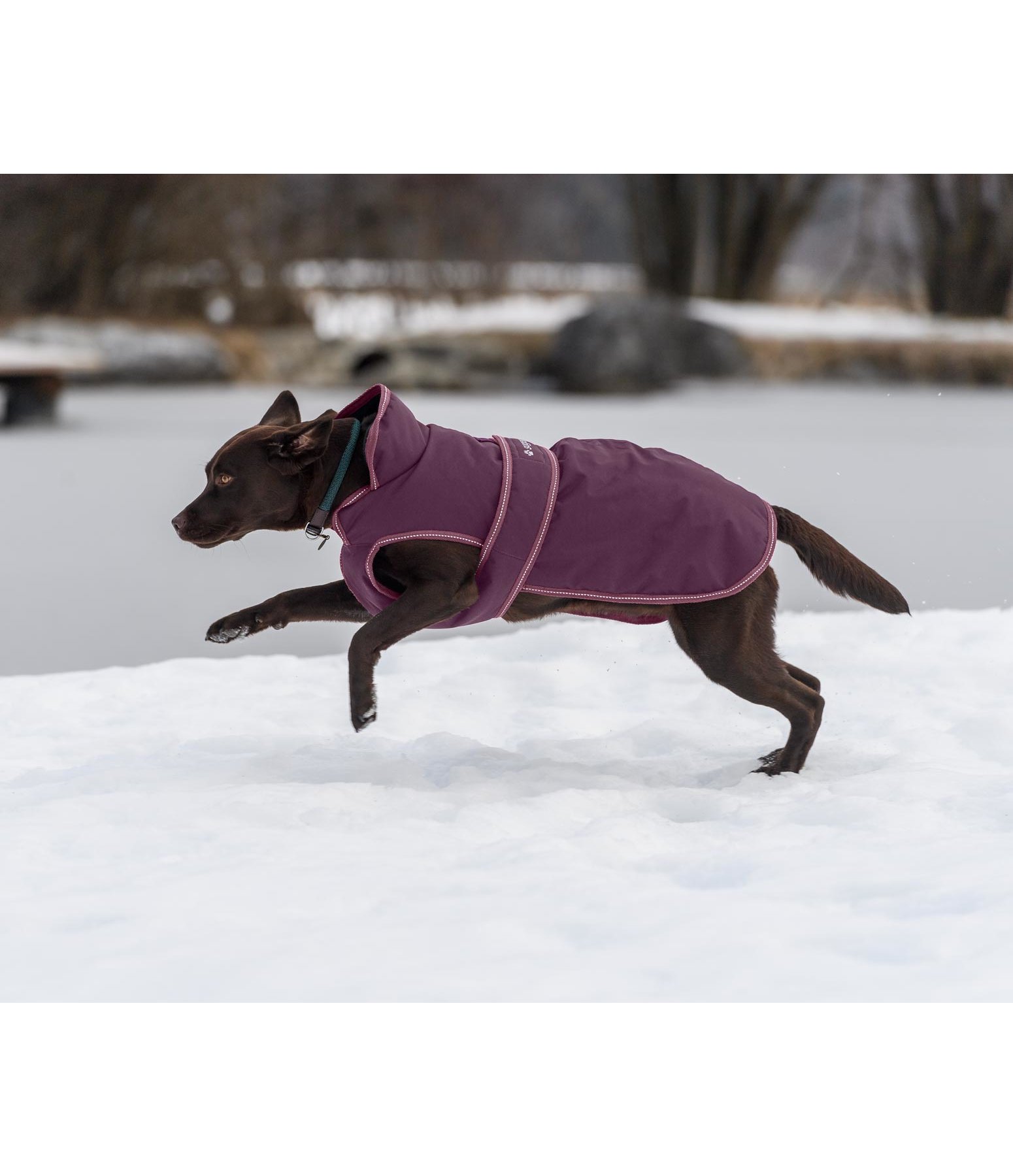 Hunde Wintermantel Eddie mit Fleeceinnenfutter, 200 g