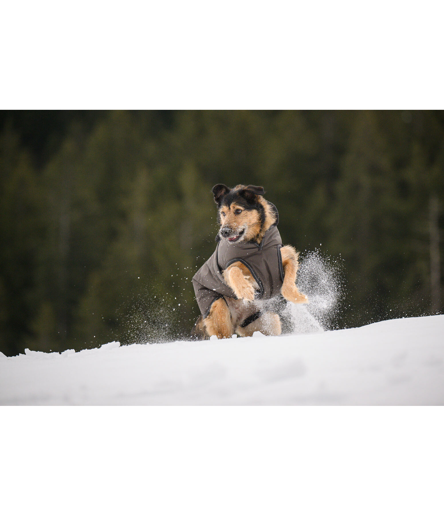 Hunde Wintermantel Eddie mit Fleeceinnenfutter, 200 g