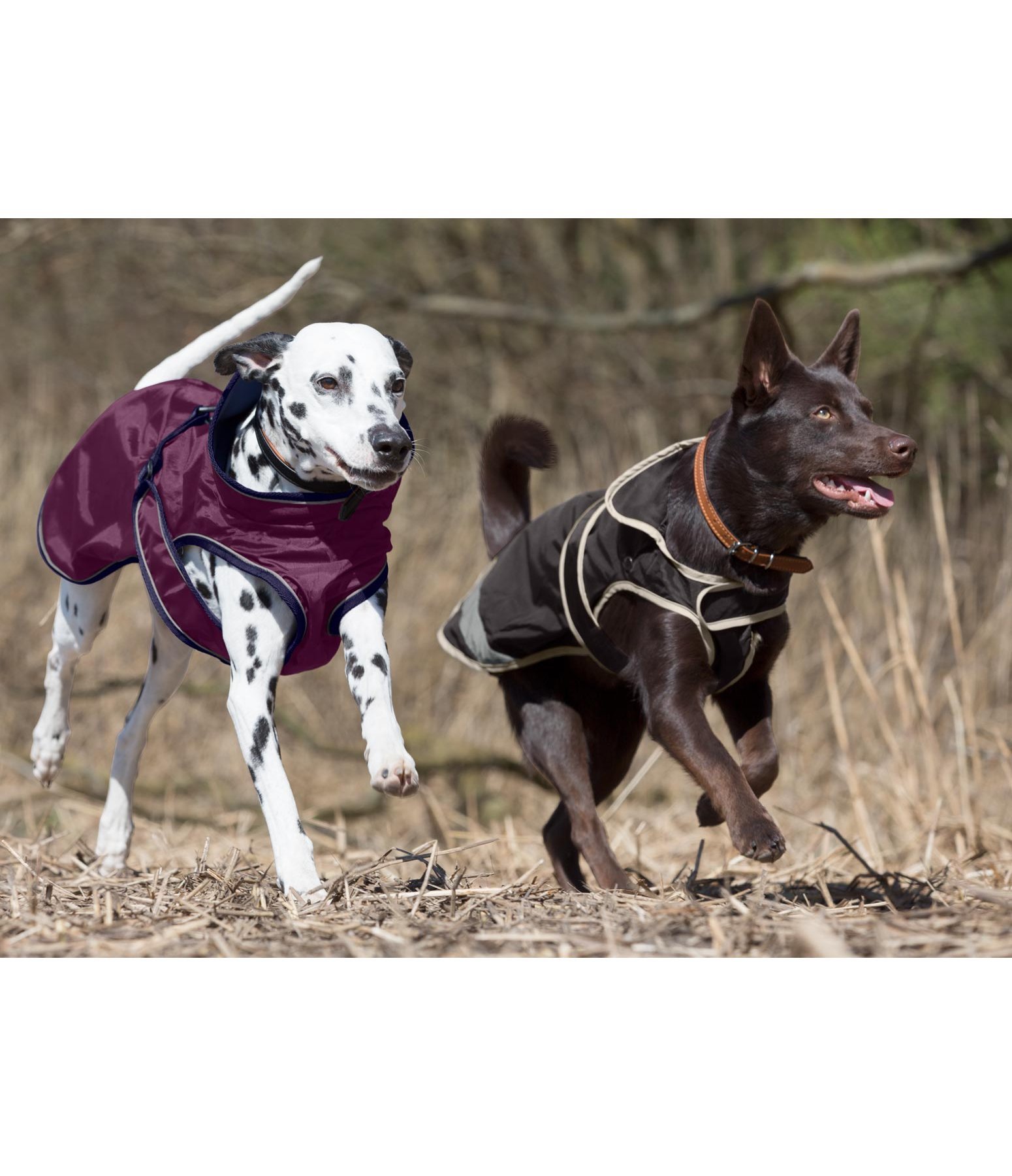 Hunde Regenmantel Eldoro mit Fleeceinnenmantel