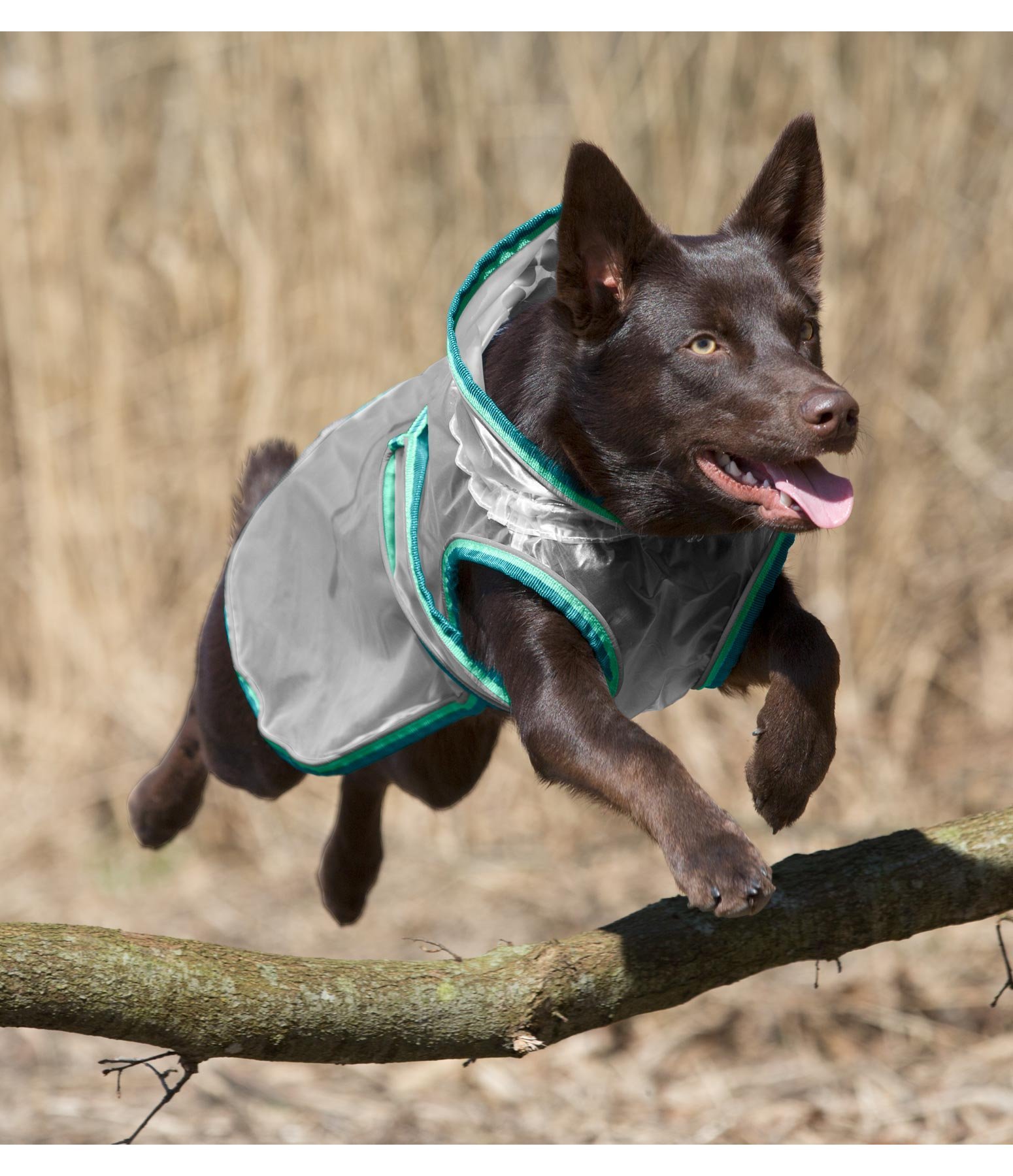 Hunde Regencape aus PVC