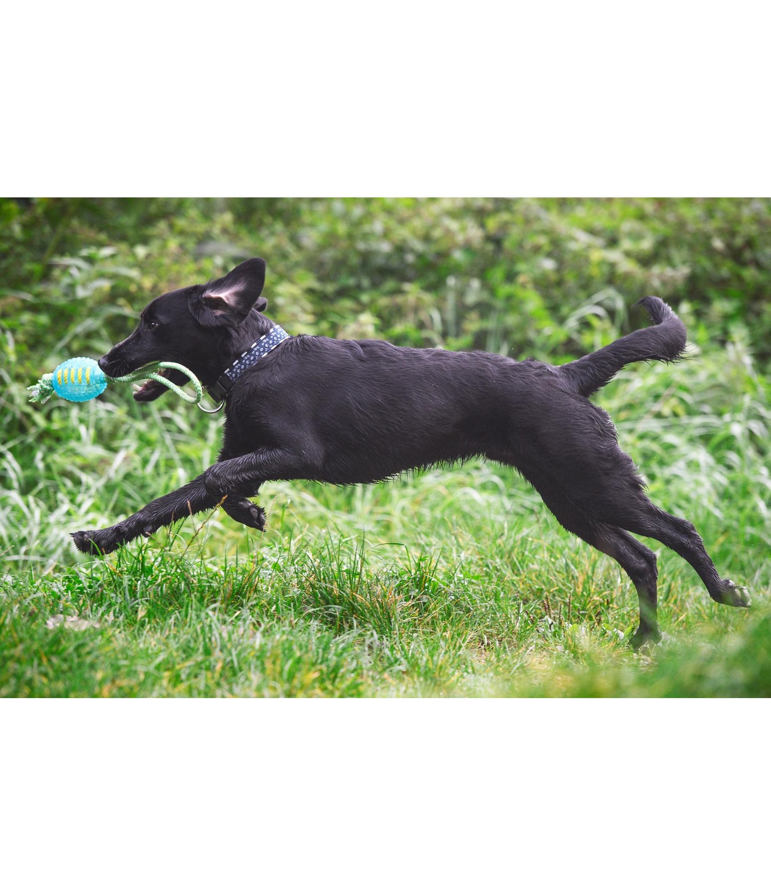 Hundespielzeug Max