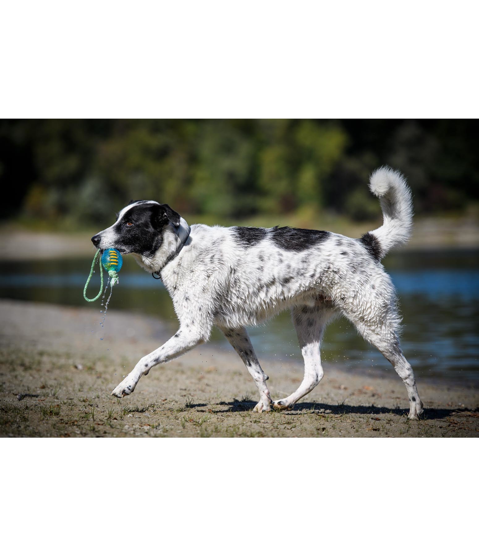 Hundespielzeug Max