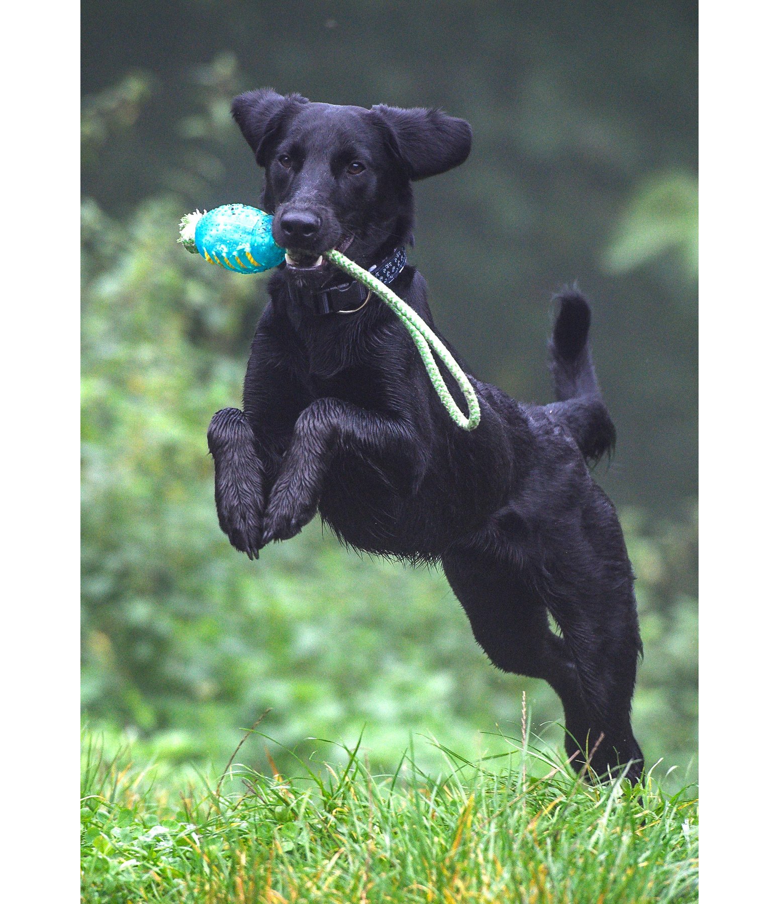 Hundespielzeug Max