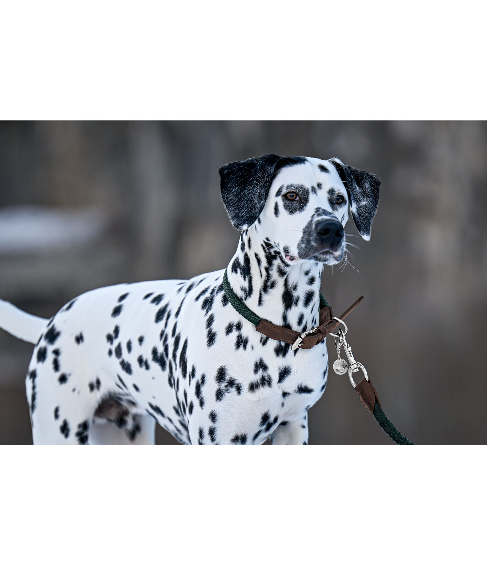 Hundehalsband Rope