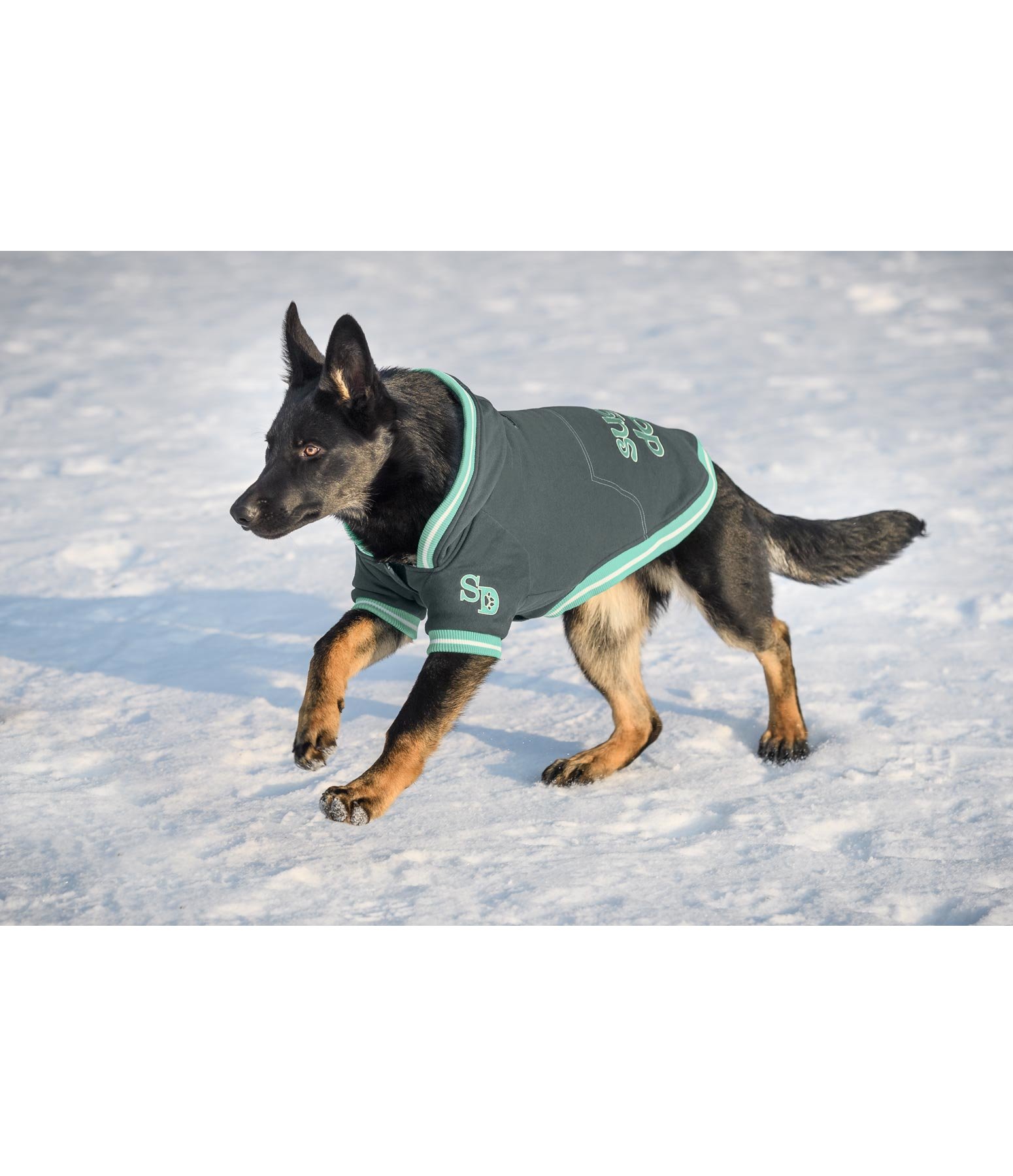 Hundejacke College Hoodie