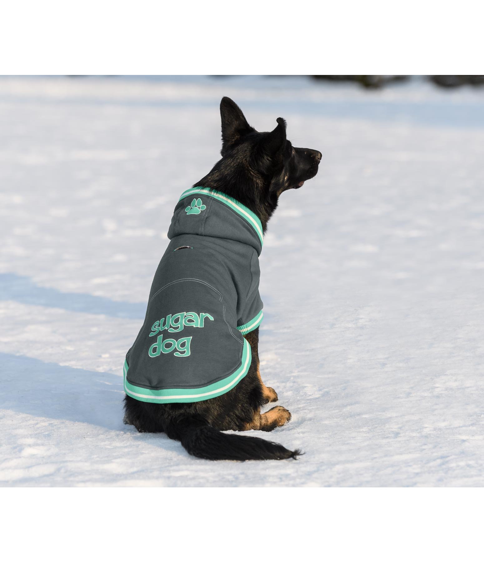 Hundejacke College Hoodie