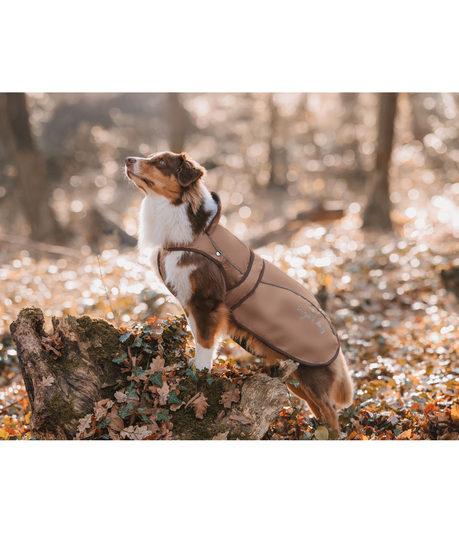2 in 1 Nylon-Hundemantel Ally
