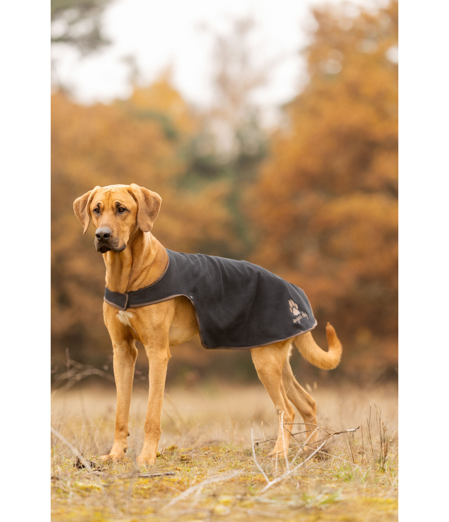 Hunde Regenmantel Eldoro II mit Fleeceinnenfutter, 0 g