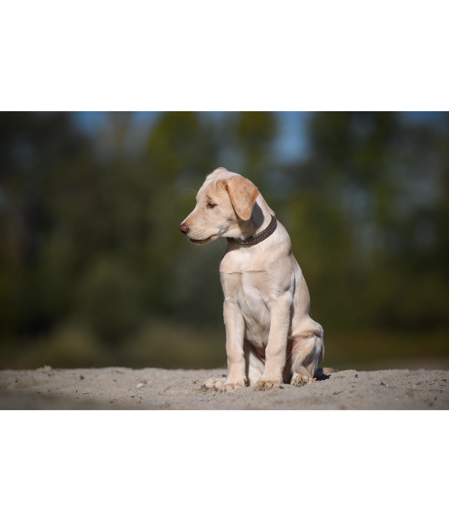 Leder-Hundehalsband Crystal Rose