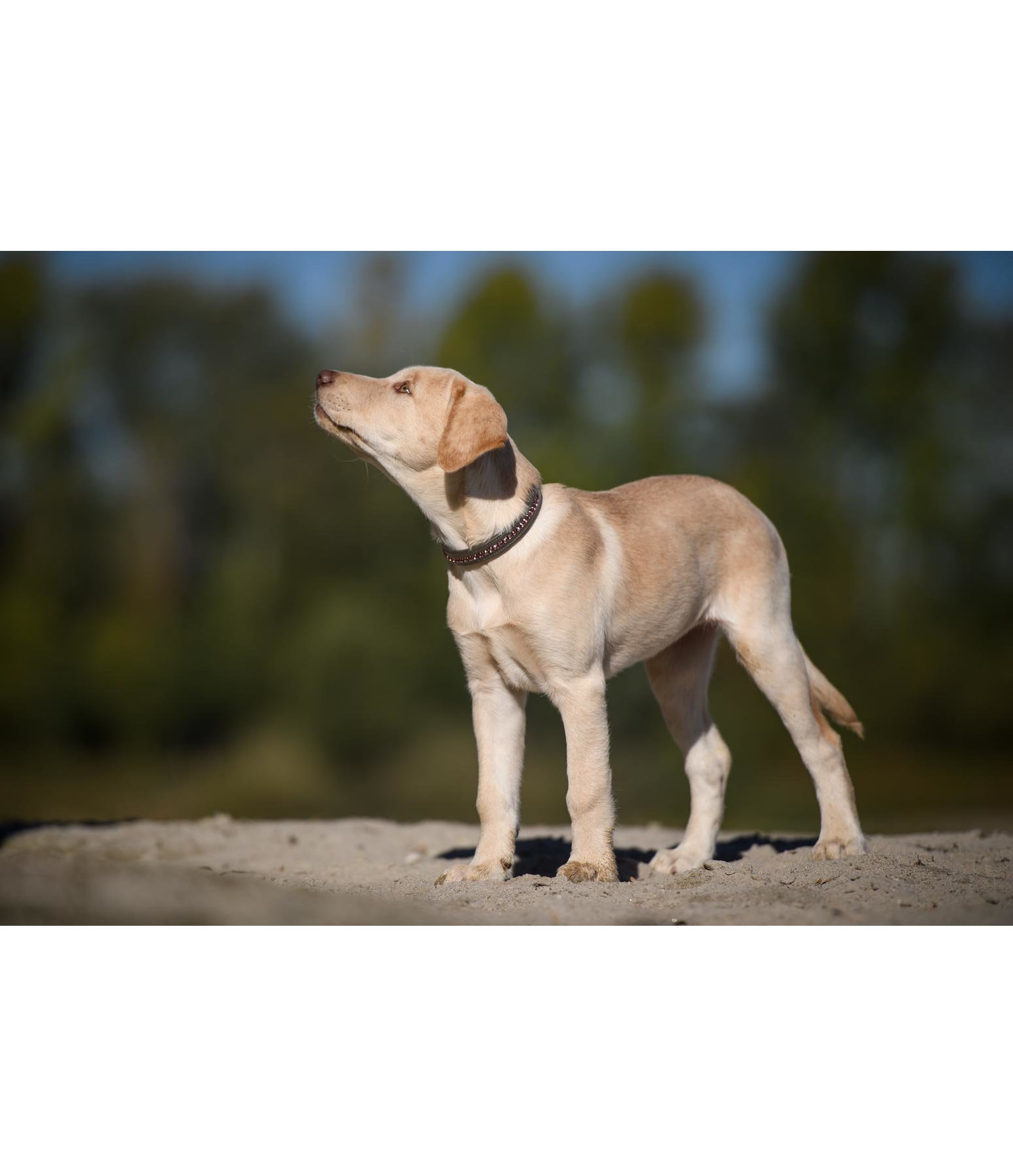 Leder-Hundehalsband Crystal Rose