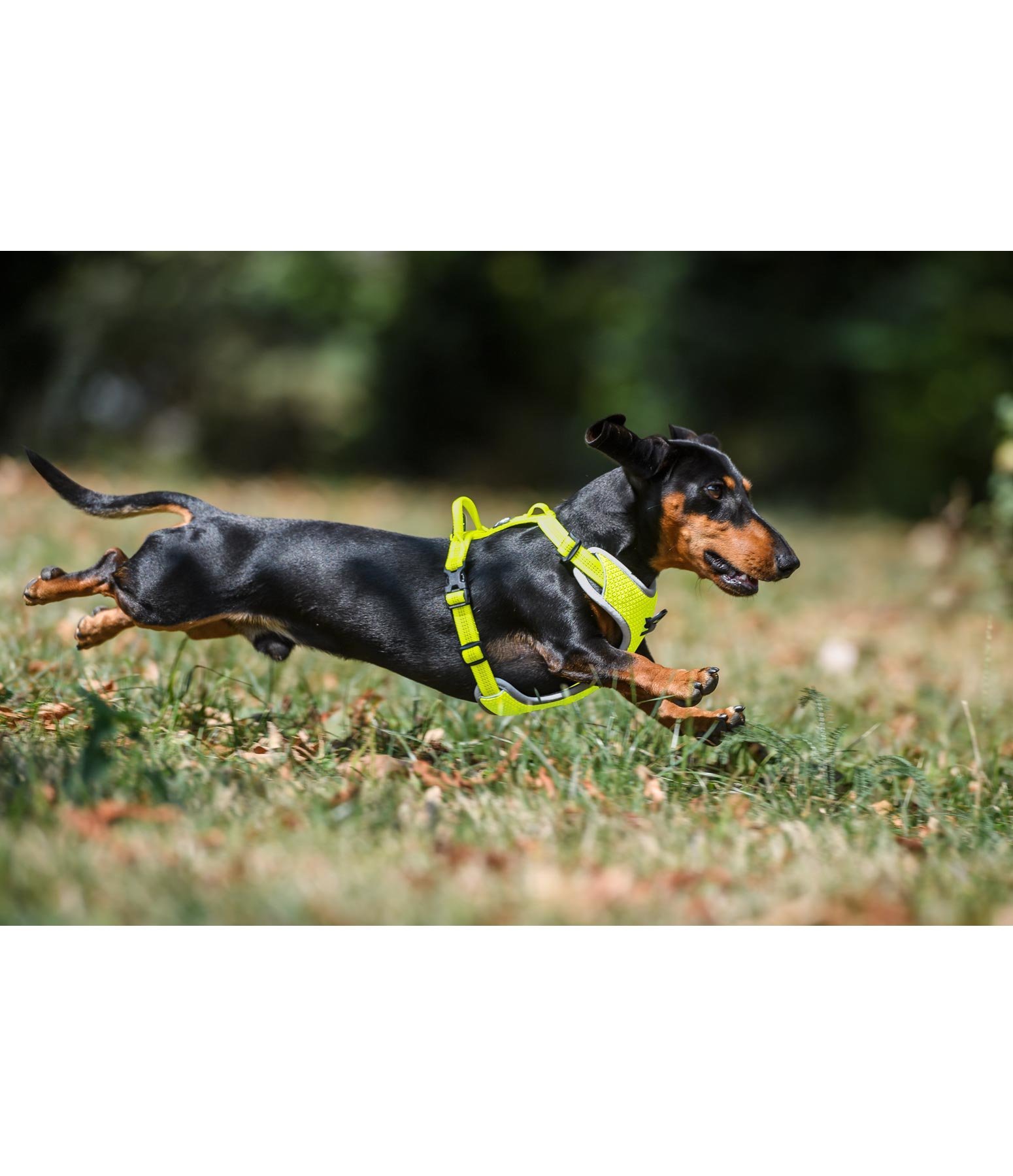 Funktions-Hundegeschirr Joshua Reflective