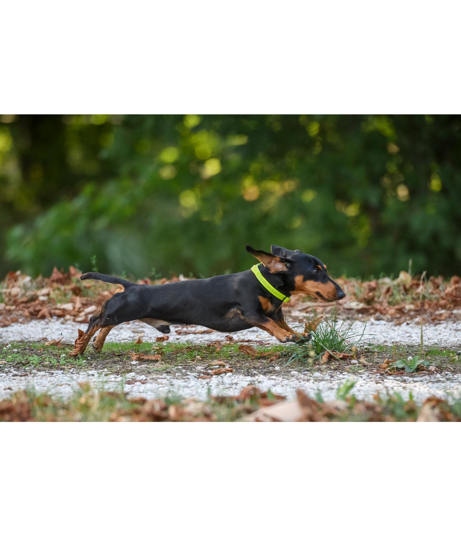 Funktions-Hundehalsband Jasper Reflective
